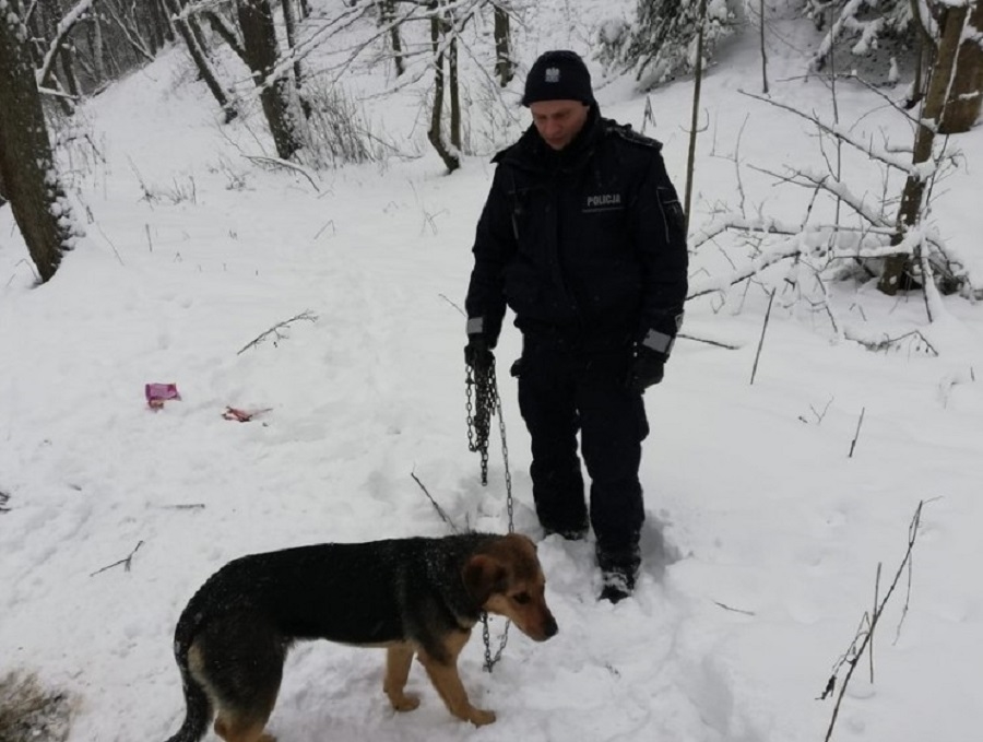 Z PODKARPACIA. Policjanci uratowali wycieńczonego psa, którego ktoś przywiązał łańcuchem do drzewa - Zdjęcie główne