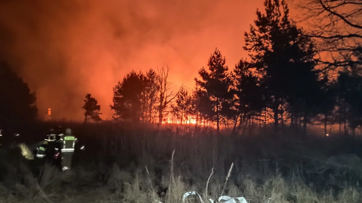 Płonie kilka hektarów lasu w powiecie. Akcja straży trwa - Zdjęcie główne