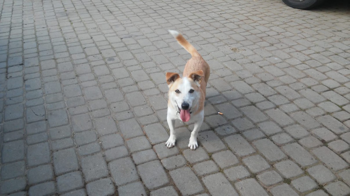 Uratowany podczas majowej powodzi szuka domu - Zdjęcie główne