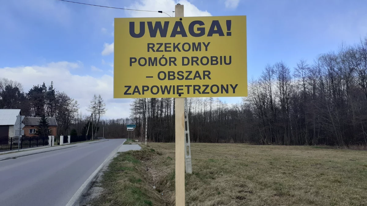 Pomór drobiu w powiecie, hodowcy liczą straty. Burmistrz apeluje o pomoc - Zdjęcie główne