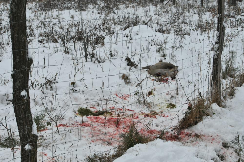 Kłusownicy zagrażają podkarpackim lasom. Straty oszacowano na ponad 1 mln zł - Zdjęcie główne