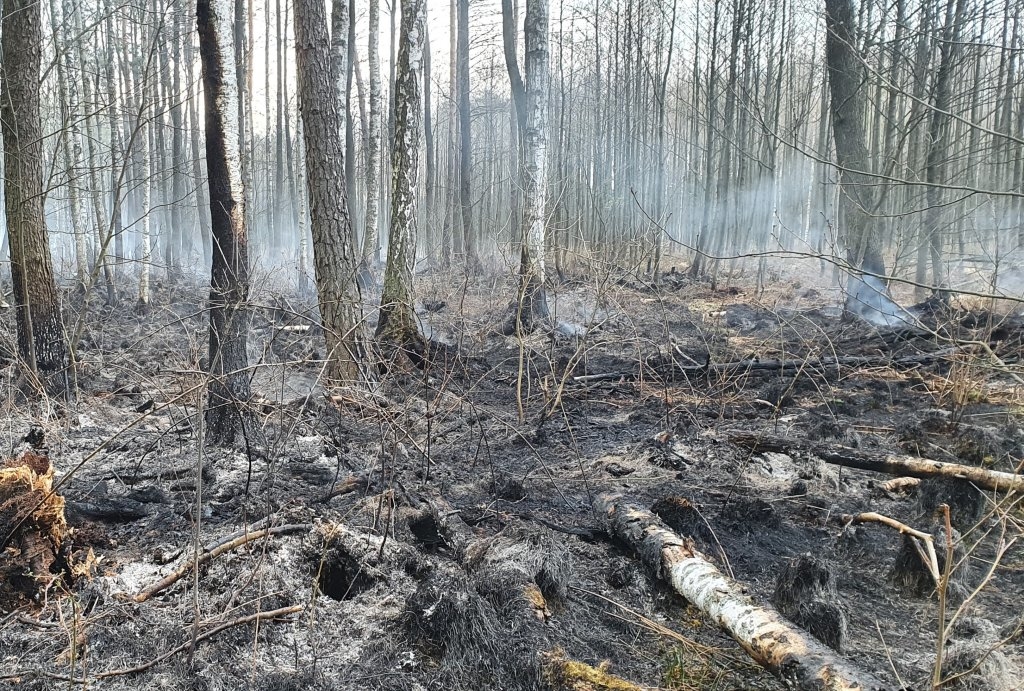 Z REGIONU. Spłonęło 50 hektarów lasu [FOTO] - Zdjęcie główne