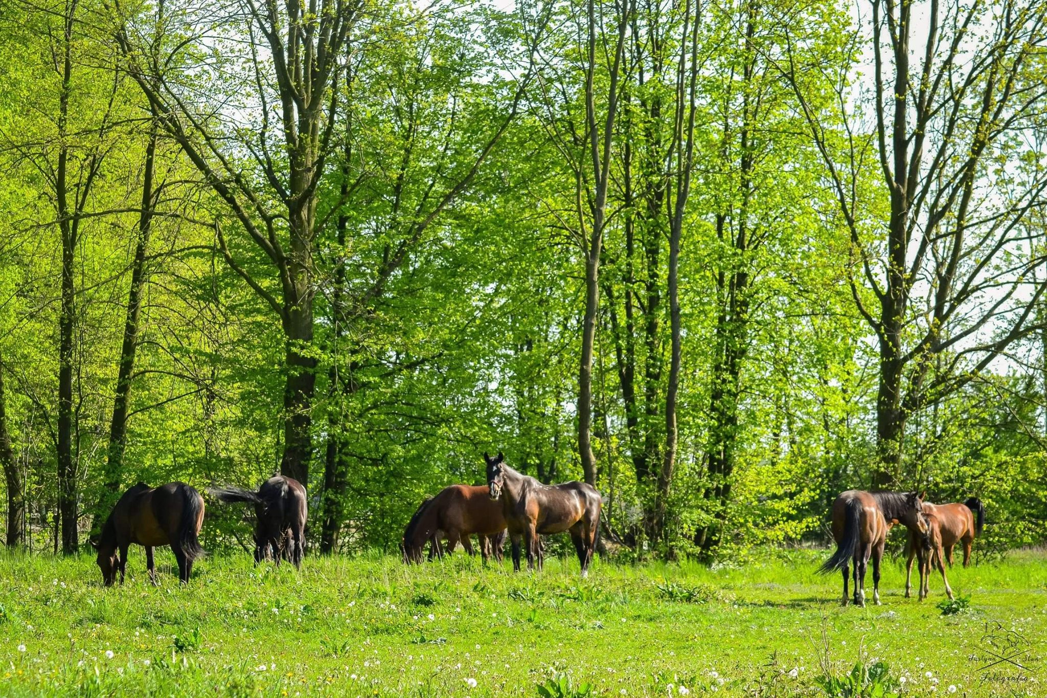 W weekend w Chorzelowie święto dla miłośników koni i jeździectwa  - Zdjęcie główne