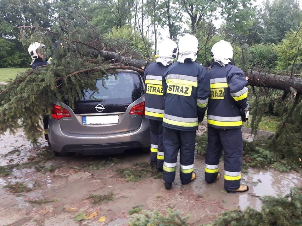 Powiał wiatr, połamał drzewa - Zdjęcie główne