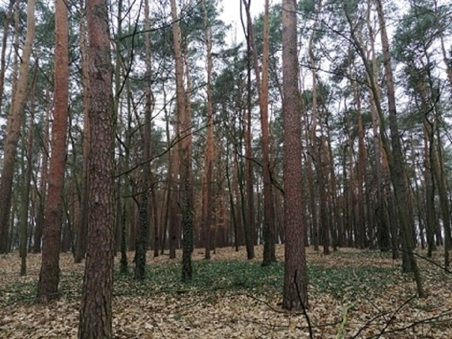 Mielec: Trwa rewitalizacja parku leśnego na osiedlu Kazimierza Wielkiego [VIDEO] - Zdjęcie główne