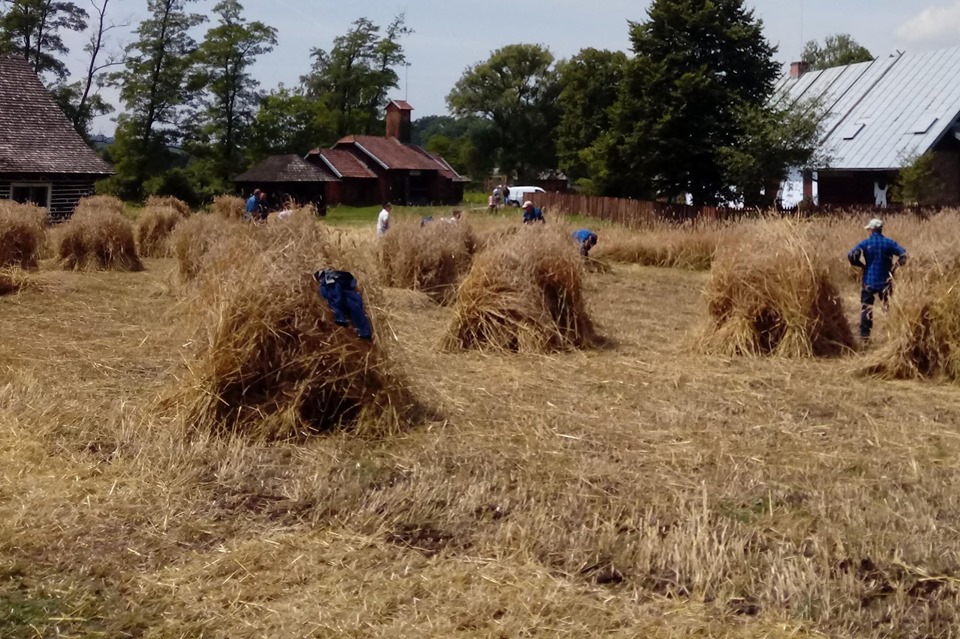 Z PODKARPACIA. Już po żniwach w sanockim Skansenie [FOTO, VIDEO] - Zdjęcie główne