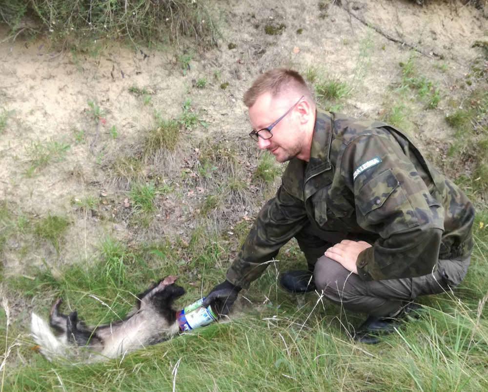 Leśniczy z Tuszymy uratował borsuka, który włożył głowę do puszki po farbie!  - Zdjęcie główne