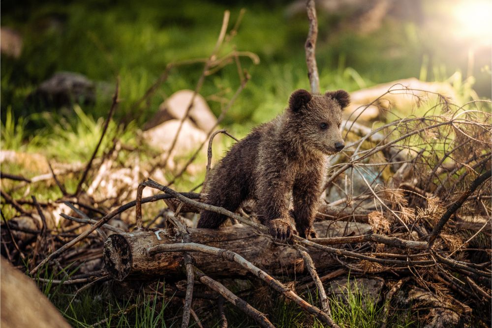 BIESZCZADY: A kuku! Małe niedźwiadki rosną jak na drożdżach - Zdjęcie główne