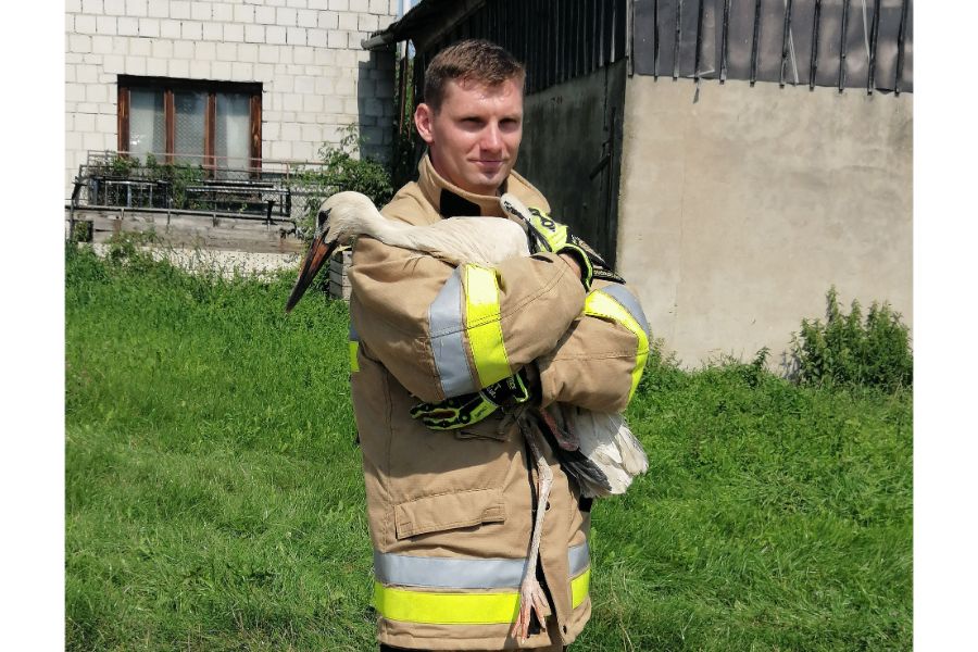 Bocian z Chorzelowa uratowany!  Wielka zasługa strażaków - Zdjęcie główne