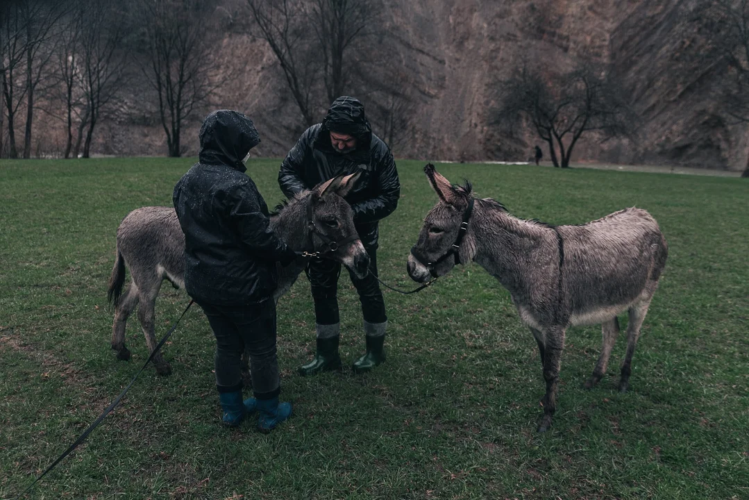 Film produkowany na Podkarpaciu z nominacją do Oscara! To film o osiołku - Zdjęcie główne