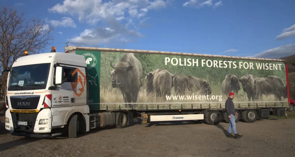 Bieszczadzkie żubry dotarły w Rodopy. Trzy samice dołączą wkrótce do wolno żyjącego stada  - Zdjęcie główne