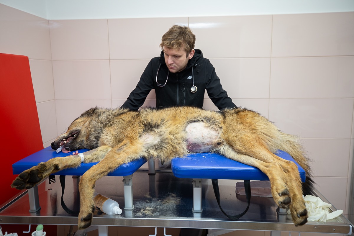 Wolfik został uratowany.