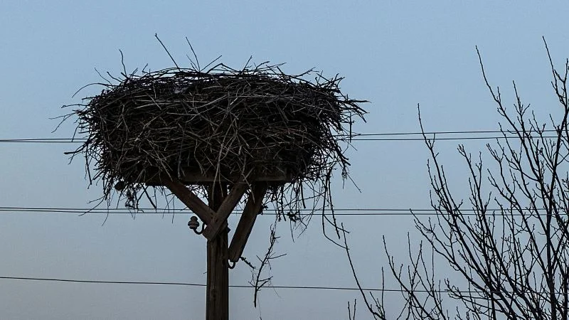 Nie będzie prądu w powiecie mieleckim. Powód? Będą zakładać bocianie gniazda - Zdjęcie główne