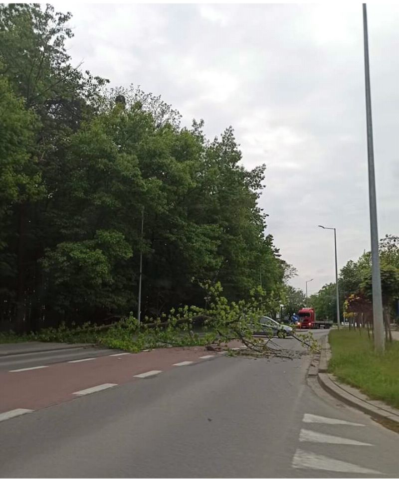 Powalone drzewo, utrudnienia w ruchu! - Zdjęcie główne