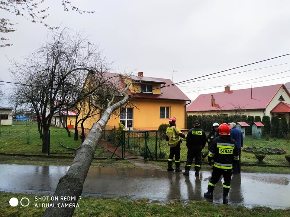 Z PODKARPACIA. Burza powaliła drzewa na linię i drogi [FOTO] - Zdjęcie główne