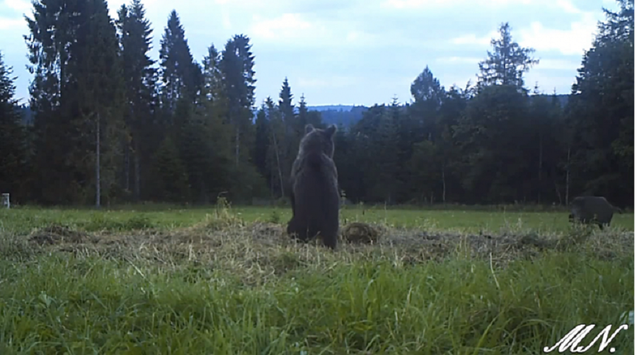 BIESZCZADY. Spotkanie niedźwiedzia z dzikiem uchwyciła kamera [VIDEO] - Zdjęcie główne
