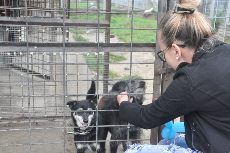 Schronisko dla zwierząt w Mielcu na jeden dzień otworzyło się szeroko dla wszystkich mieszkańców. Jak zapowiadają organizatorzy taki akcji będzie więcej [FOTO] - Zdjęcie główne