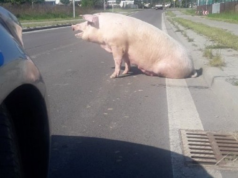 Nietypowa interwencja. Podłożyła świnię kierowcom - Zdjęcie główne