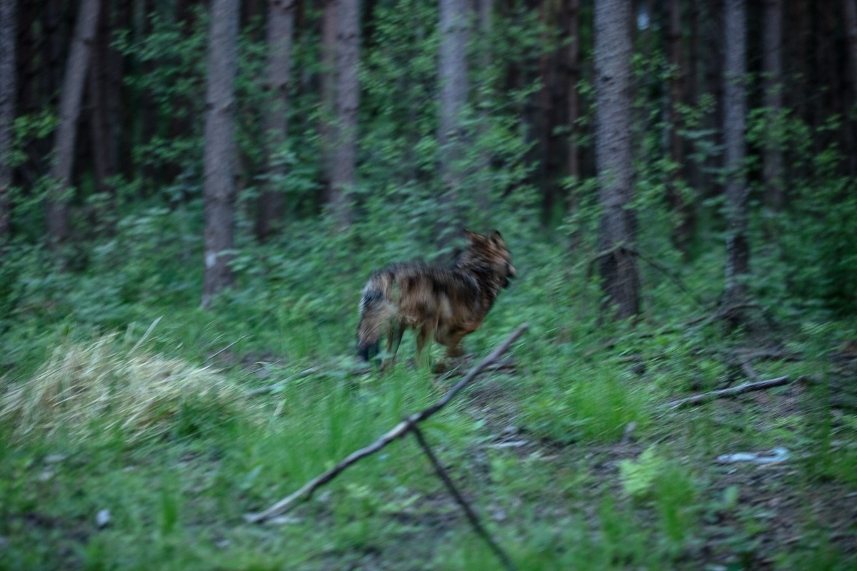 Wolfik został uratowany.