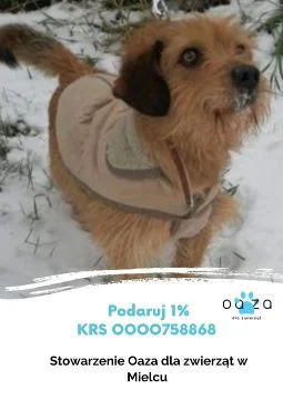 Kinder  to młody kudłaty pies. Gdy trafił do schroniska od razu pokazał nam swój łagodny, przyjazny charakter. Jest wesołym i bardzo energicznym psiakiem. Uwielbia wychodzić na spacery. Do ludzi nastawiony bardzo przyjaźnie. Najlepiej będzie się czuł w domu z ogrodem - uwielbia ruch i ma masę energii, którą z radością będzie spalać biegając po swoim terenie. *** Kontakt w sprawie adopcji: 888668536
