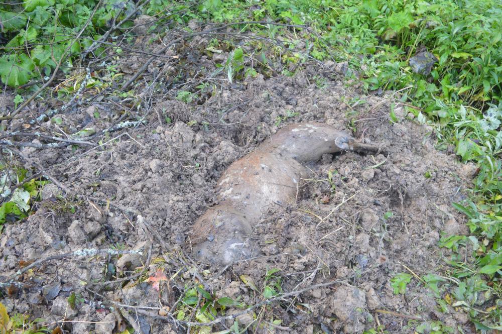 Kłusownik zabił jelenia, dziki odkryły sprawę - Zdjęcie główne