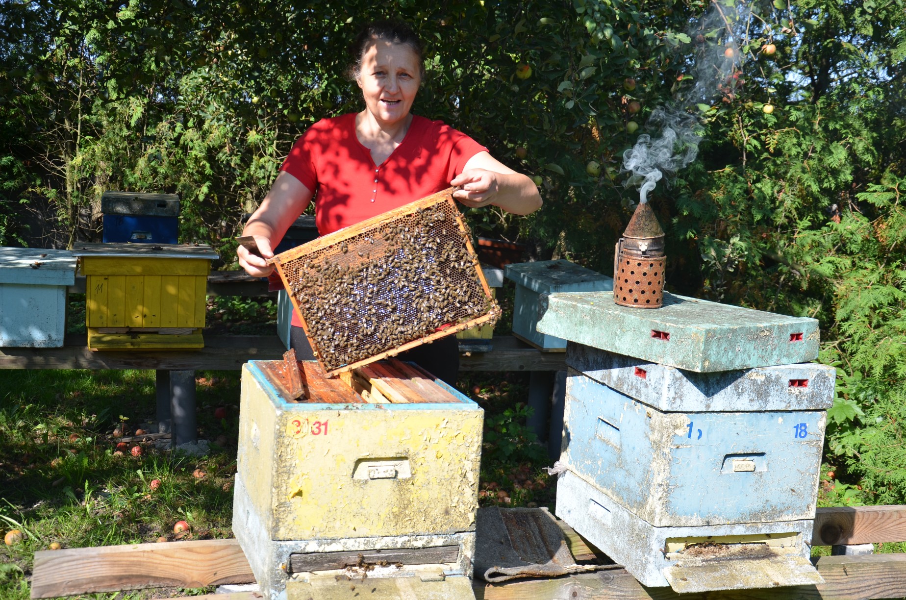 To był niezły sezon dla pszczelarzy - Zdjęcie główne