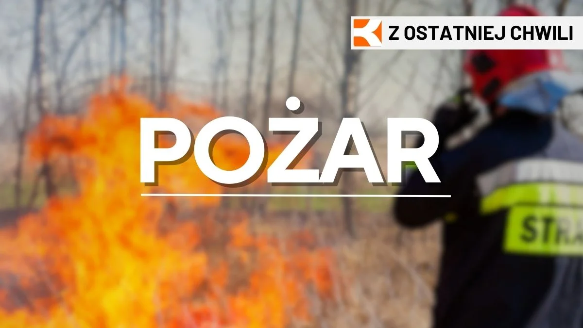 Z ostatniej chwili! Pożar lasu w Ławnicy - Zdjęcie główne