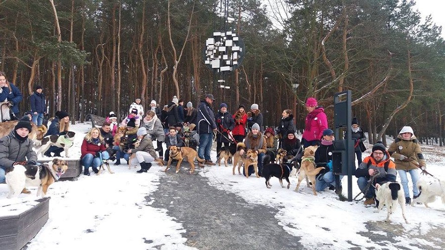 Święto schroniskowych czworonogów - Zdjęcie główne