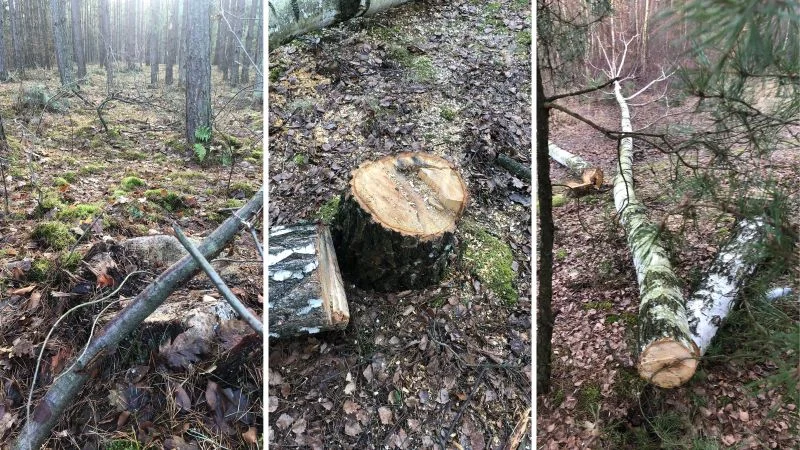 Padew Nardowa. Złodzieje kradną drzewa w Tarnówku. Właściciele biorą sprawy w swoje ręce [ZDJĘCIA] - Zdjęcie główne