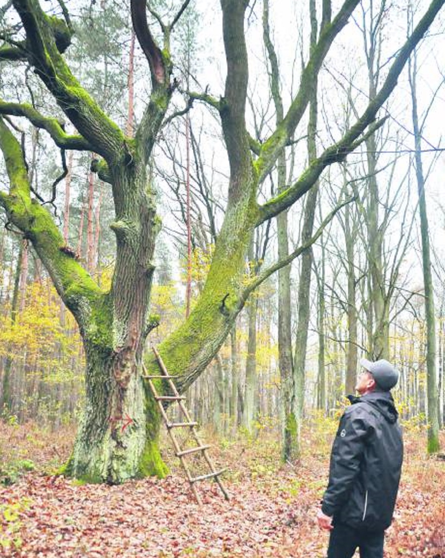 Zapomniane drzewo na ulicy Iwaszkiewicza - Zdjęcie główne