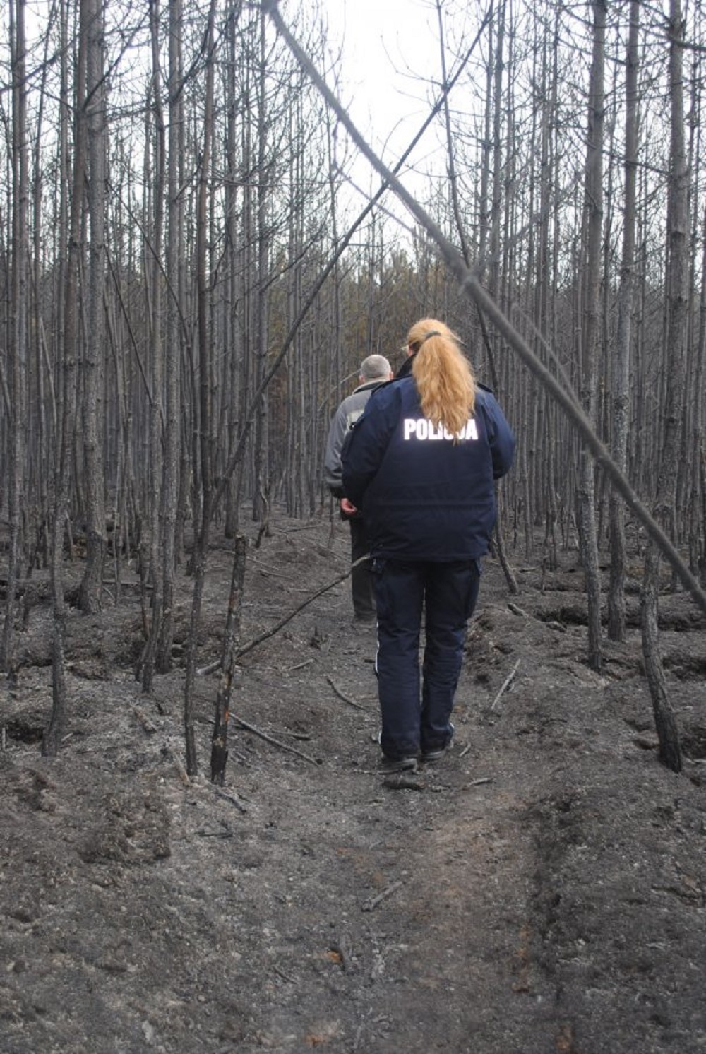  25-letni mieszkaniec powiatu mieleckiego ukradł drzewo z lasu, warte około tysiąc złotych - Zdjęcie główne