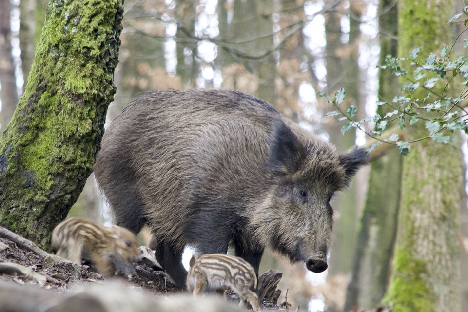 Afrykański pomór świń u dzików w powiecie mieleckim - Zdjęcie główne