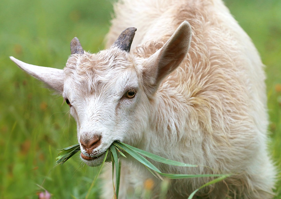 Zaginione kozy odnalazły się w lesie - Zdjęcie główne