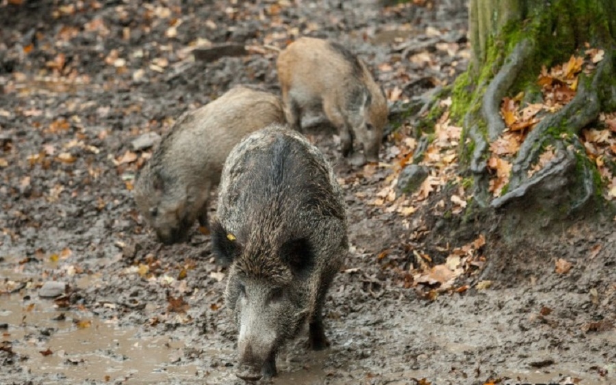 W całej Polsce ma zostać zabitych kilkaset tysięcy dzików na rzecz walki z afrykańskim pomorem świń - Zdjęcie główne