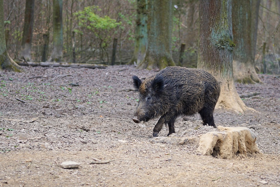 Z regionu. Dzik nie przeżył spotkania z człowiekiem - Zdjęcie główne