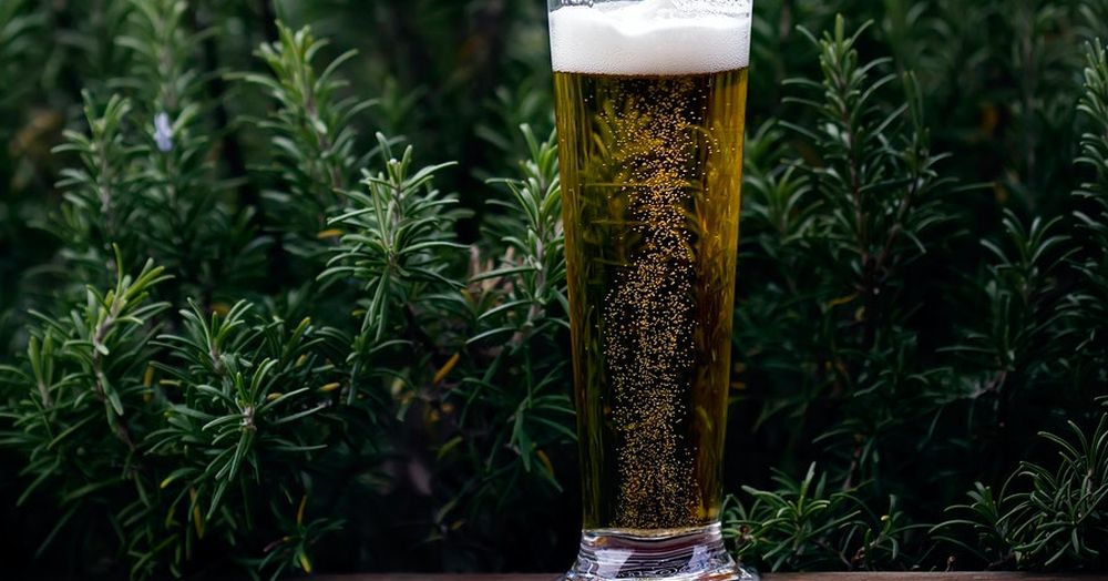 Pierwsze w Polsce piwo konopne jest z naszego województwa - Zdjęcie główne