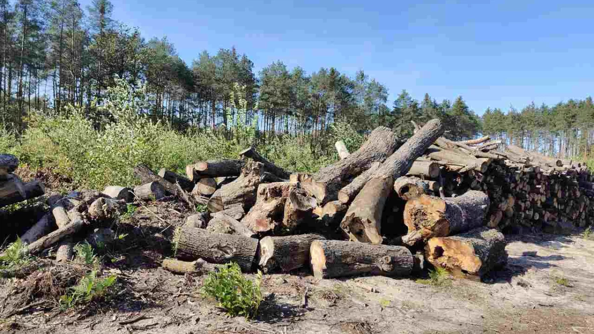 OGŁOSZENIE O SPRZEDAŻY DREWNA - Zdjęcie główne