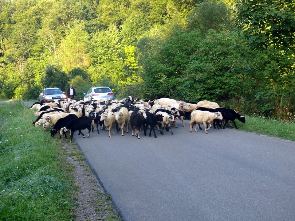 BIESZCZADY. Żywa blokada na drodze [FOTO] - Zdjęcie główne