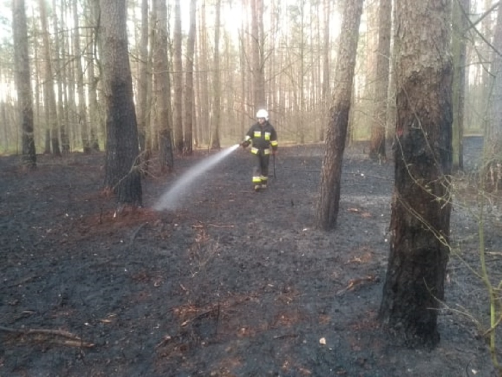 Pożar lasu gasiło 6 zastępów straży pożarnej! [FOTO, VIDEO] - Zdjęcie główne