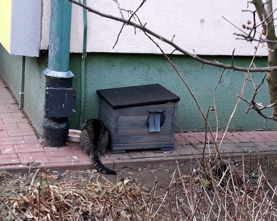 Udało się! Bezdomne koty w centrum Mielca mają nowe schronienie!  - Zdjęcie główne