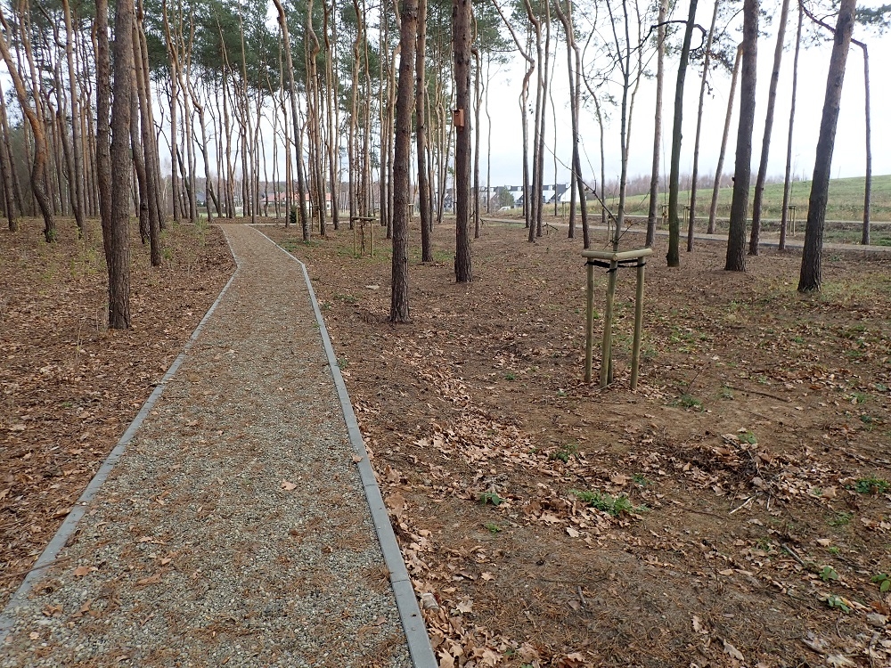 Mieszkańcy na straży drzew. Ważna inicjatywa Stowarzyszenia "Specjalna Strefa Ekologiczna" - Zdjęcie główne