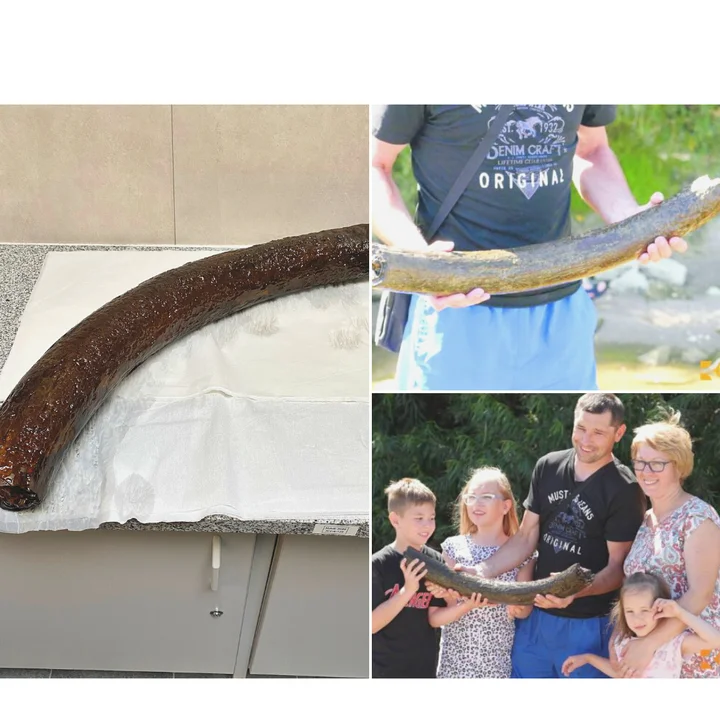 Cios mamuta znaleziony w gminie Przecław przechodzi renowację - Zdjęcie główne