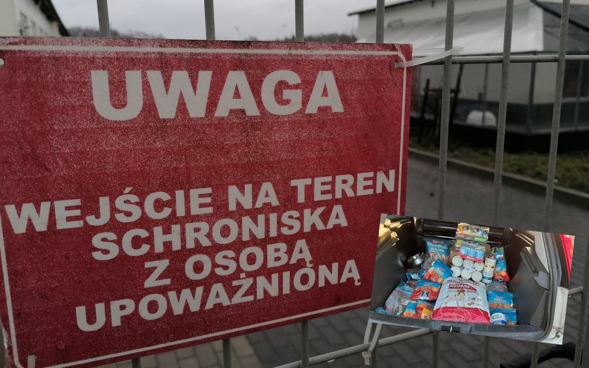 Wolontariuszki z Fundacji "Animals" chciały odwiedzić psy, ale nie weszły do schroniska - wyjaśniamy - Zdjęcie główne