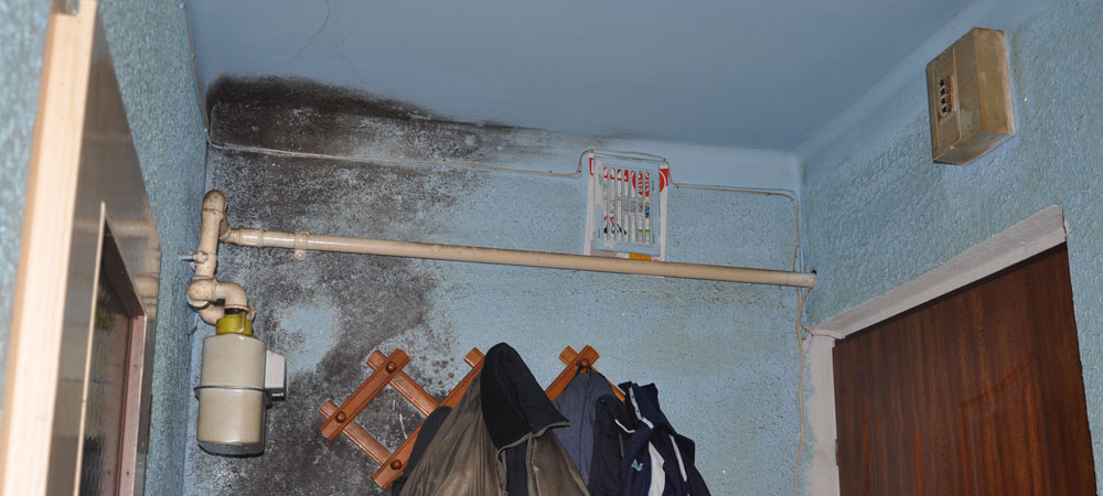 Mamy problem z grzybem! - Zdjęcie główne