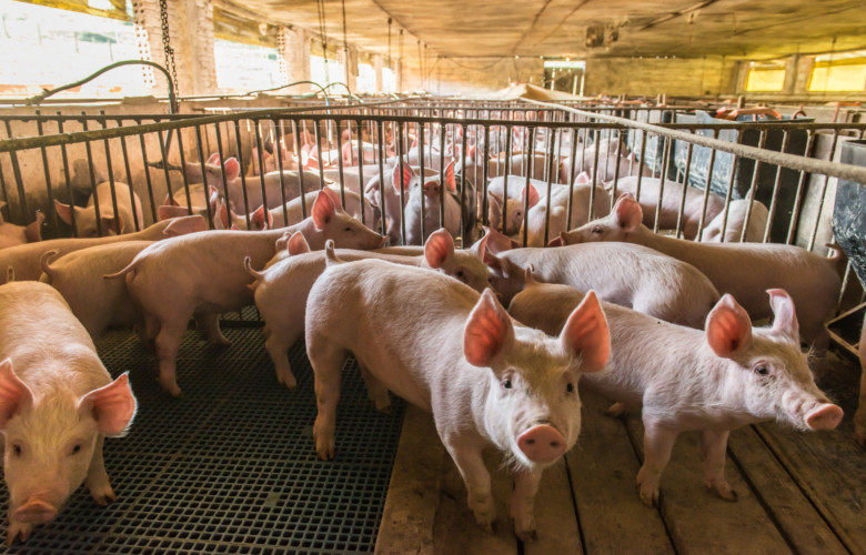 ASF ponownie atakuje! 39 świń zarażonych w powiecie mieleckim - Zdjęcie główne