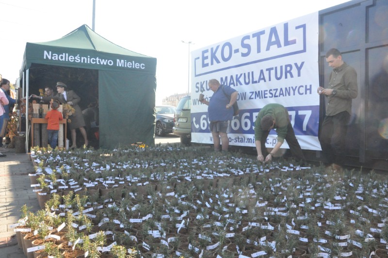 Drzewko za makulaturę! Trwa akcja "Ekologiczny Mielec" [FOTO, VIDEO] - Zdjęcie główne