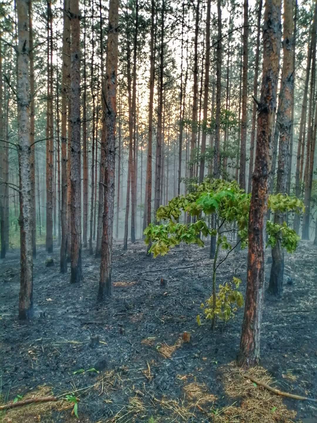 Niemal hektar lasu w ogniu.