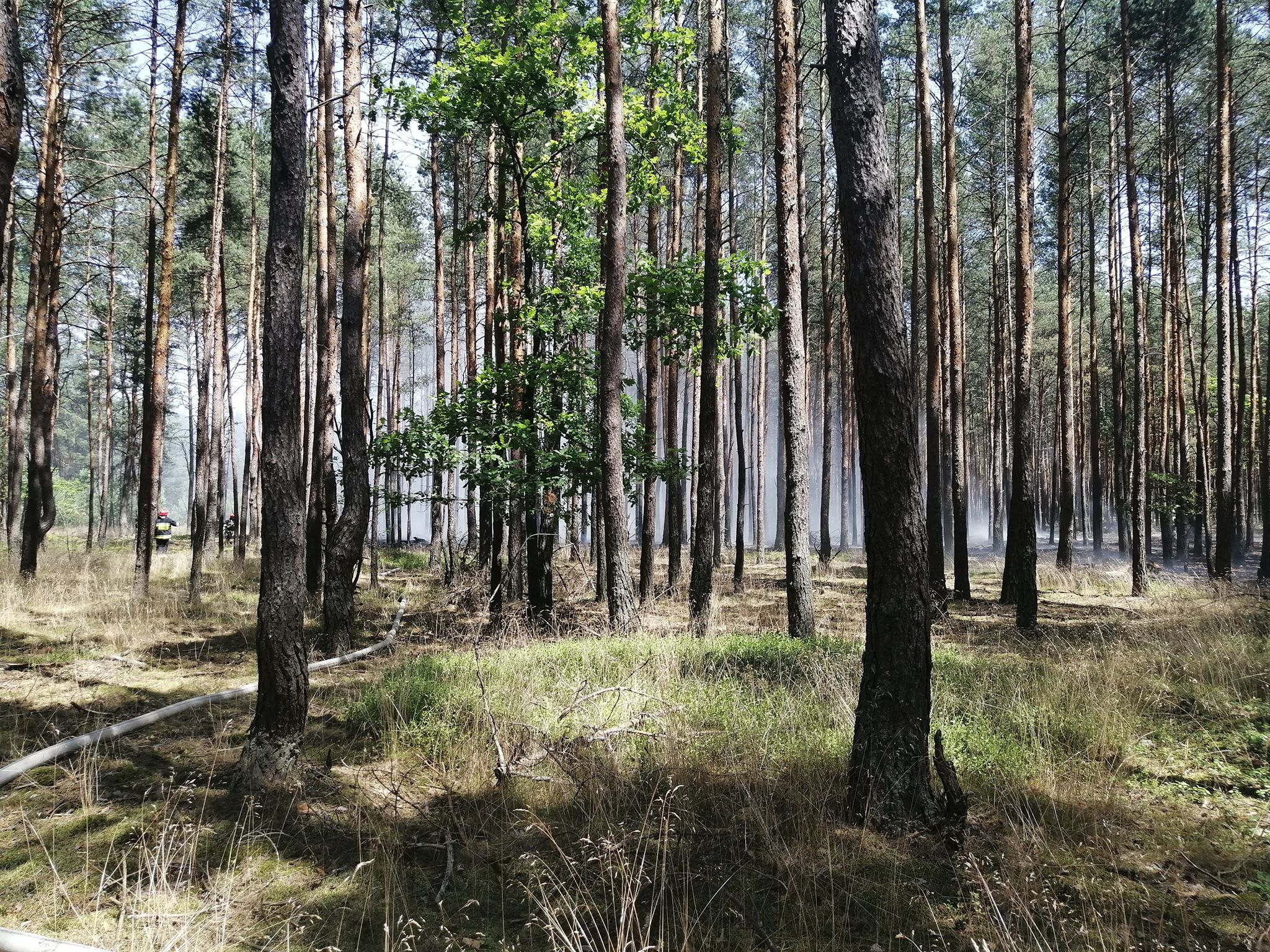 Pożar lasu w gminie Tuszów Narodowy. Trwa akcja gaśnicza! - Zdjęcie główne