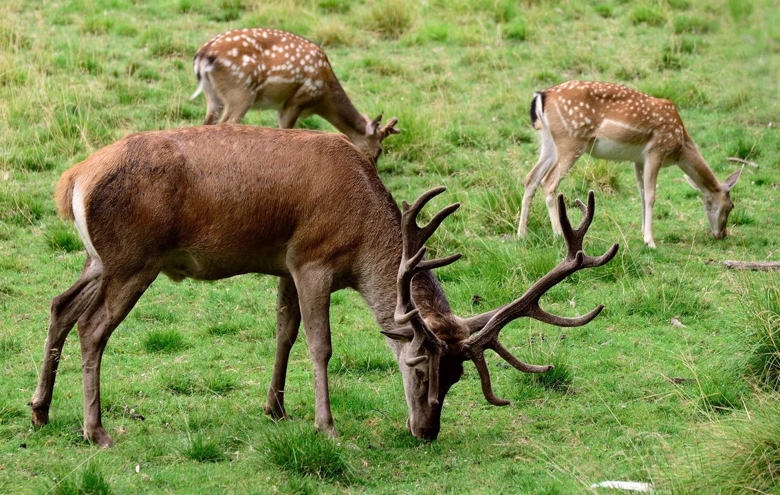 Nie tylko sarny, dziki i jelenie. Poznaj niezwykłych mieszkańców polskich lasów [FOTO] - Zdjęcie główne