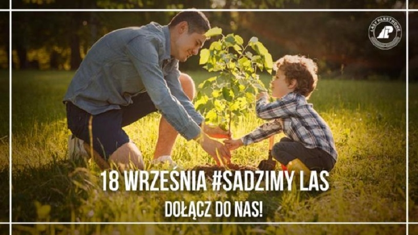 Sadźmy drzewa! W nadleśnictwie rozdają sadzonki - Zdjęcie główne